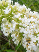 Budleja Dawida 'Nanho White' (P9)