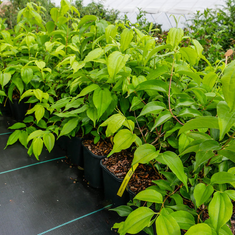 Heptakodium chińskie Wonne Niesamowite (C2)