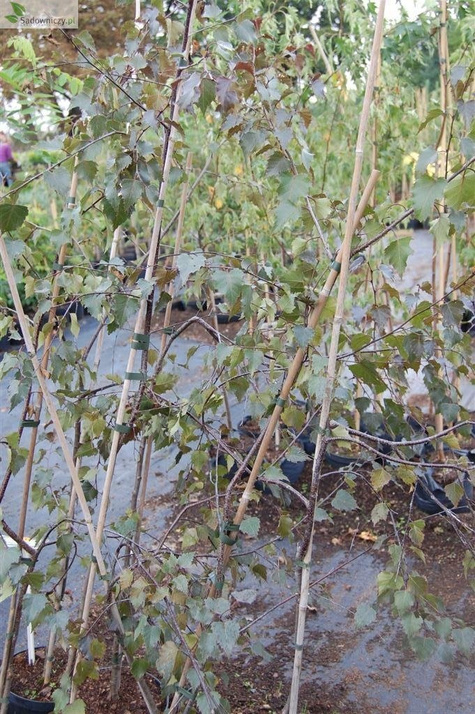 Brzoza brodawkowata Purpurowolistna szczepiona na pniu Pa100-120 H 120-180 obw. 12-14cm)