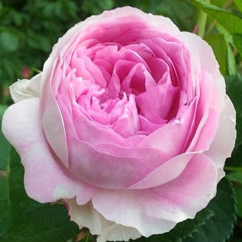 Róża rabatowa Vesalius kremowo-fioletowa