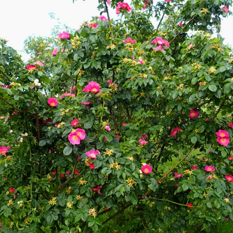 Zestaw Żywopłot Obronny gęsta bariera z kolcami Róża dzika 100 szt Plant Pack