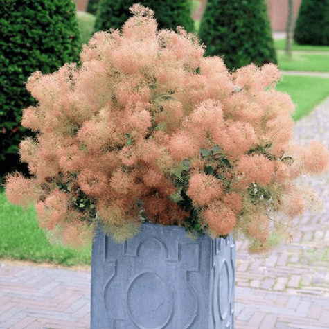 Perukowiec podolski Young Lady Puszysty Krzew (C2)