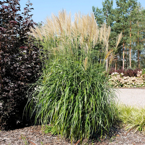 Miskant chiński Vanilla Sky (C2)