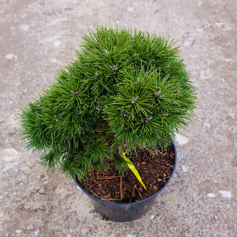 Sosna górska kosodrzewina Hnizdo szczepiona NP