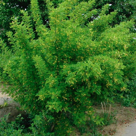 Karagana syberyjska Miododajna (C2)