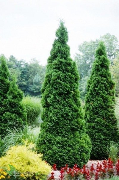 Thuja Tuja Żywotnik zachodni Holmstrup (C2)