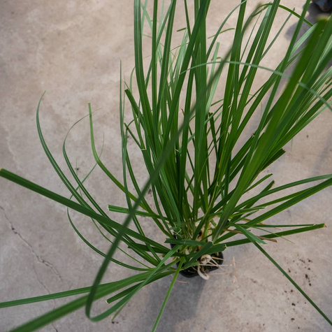 Trawa pampasowa Pink Feather (P9)