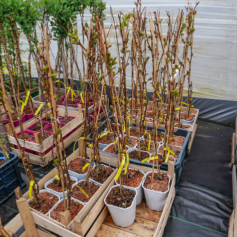 Winorośl winogrona Kodrianka