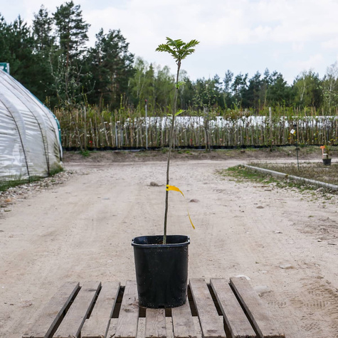 Jarzębina Jarząb pospolity (C2)