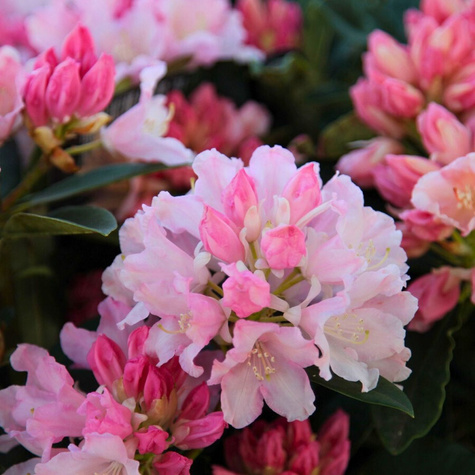 Rododendron Dreamland (C2)