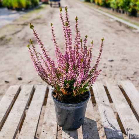 Wrzos pospolity Melissa różowy pączkowy