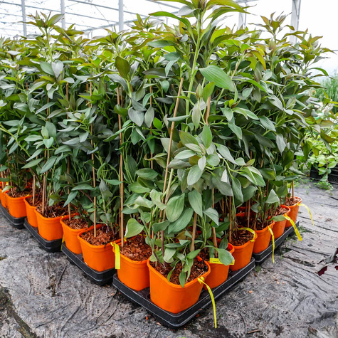 Alstremeria ogrodowa Indian Summer (C2)