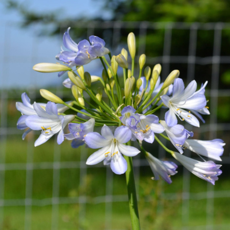 Agapant afrykański Silver Baby (C2)