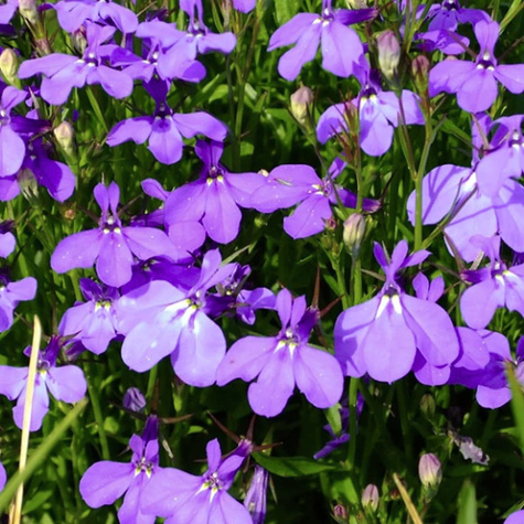 Lobelia Stroiczka Zwisająca fioletowa 0,1g Plantico