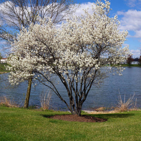 Świdośliwa kanadyjska Prince William