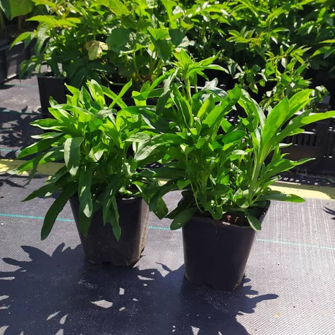 Goździk brodaty Dash F1 Magician (C2)