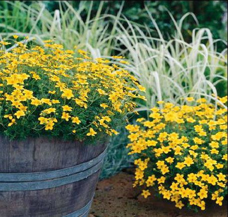 Bidens żółty Uczep Złoty deszcz SADZONKA