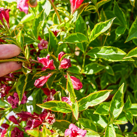 Krzewuszka cudowna Brigela (P9)