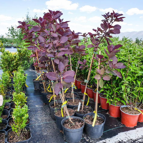 Perukowiec podolski Grace (C2)