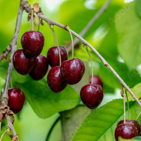 Czereśnia Kama w doniczce (C2)