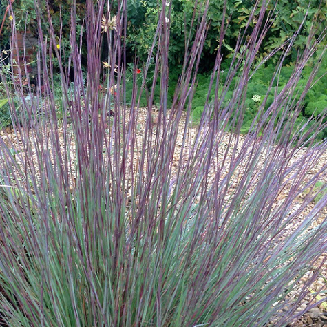 Palczatka miotlasta Chameleon (C2)