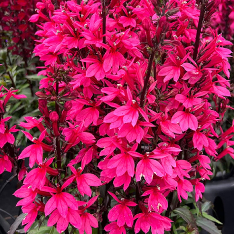 Lobelia okazała Starship Rose (C2)