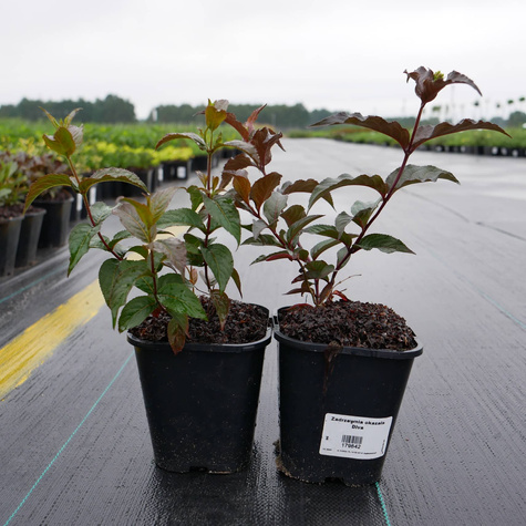 Zadrzewnia okazała Diva (C2)