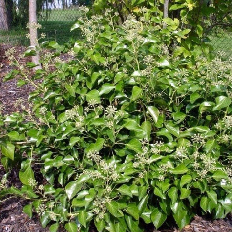 Bluszcz pospolity Arborescens (P9)