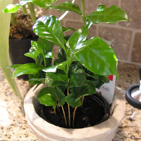 Kawa arabska Coffea arabica 6 szt nasion