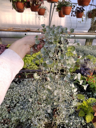 Dichondra srebrzysta Piękna Wodospad