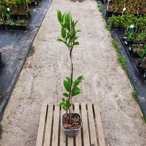 MINI KIWI Aktinidia Ostrolistna Issai obupłciowa C2
