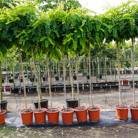 Robinia akacjowa Umbraculifera Pa160-180 obw.4-8