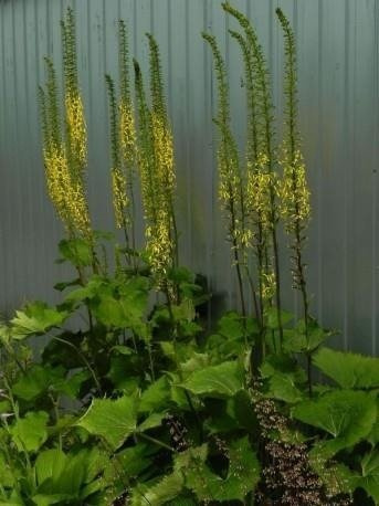 Języczka wąskogłówkowa (C2)