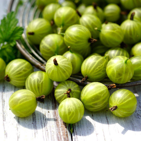 Agrest biały Triumf na pniu Plant Pack