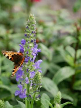 Lobelia wielka