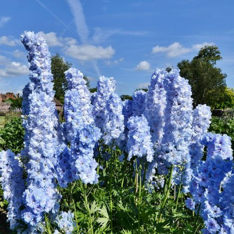 Ostróżka Cliveden Beauty (P9)