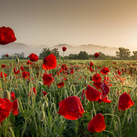 Mak wschodni Allegro 0,2g