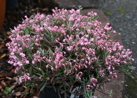 Modrzewnica pospolita 'Blue Ice' (C2)