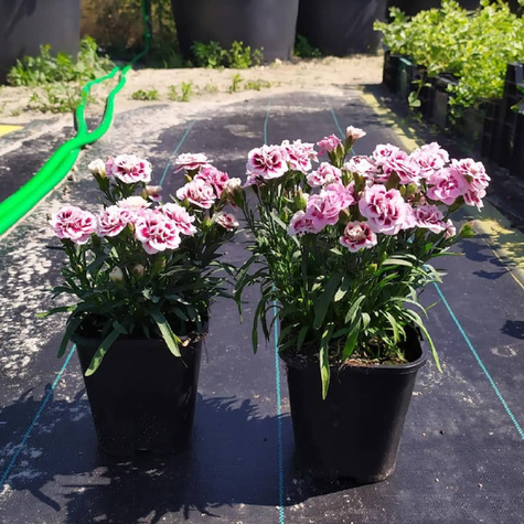 Goździk ogrodowy Purple Picotee (C2)