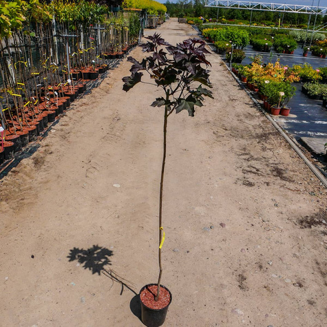 Klon szczepiony na pniu Purple Globe (Pa 130)