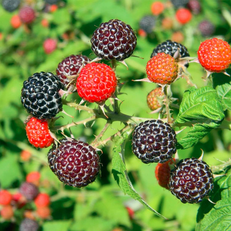 Malina czarna Plant Pack 