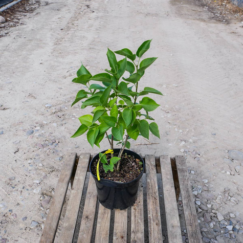 Lilak pospolity Katherine Havemeyer (C2)