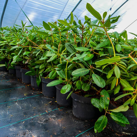 Rododendron Percy Wieseman łososiowy (C2)