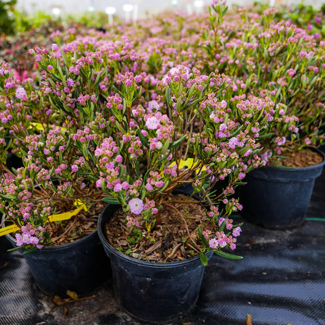 Kalmia angustifolia Rubra (C2)