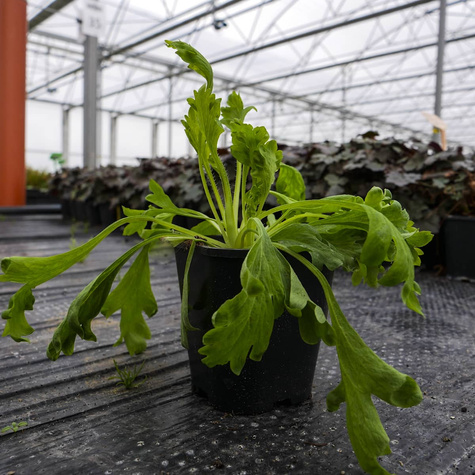 Mak syberyjski Champagne Bubbles Orange (C2)