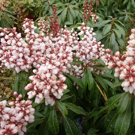 Pieris japoński Bonfire (P9)