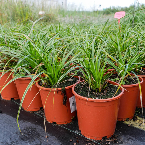 Turzyca japońska pstrolistna Variegata (P9)