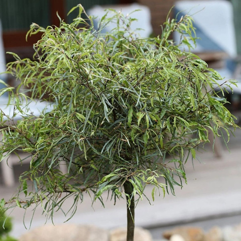 Buk pospolity Mercedes (C2)