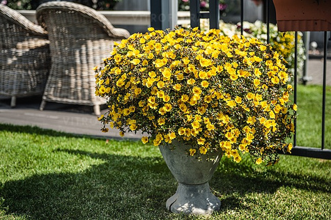 Portulaka zwisająca żółta