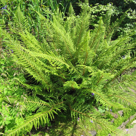 Paproć Paprotnik szczecinkozębny Congestum (C2)